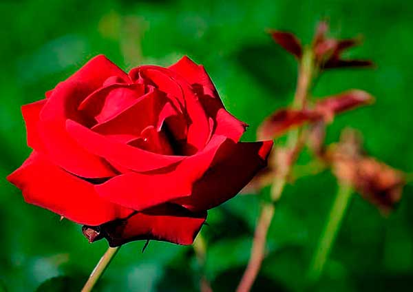 Rojo de la suerte flor