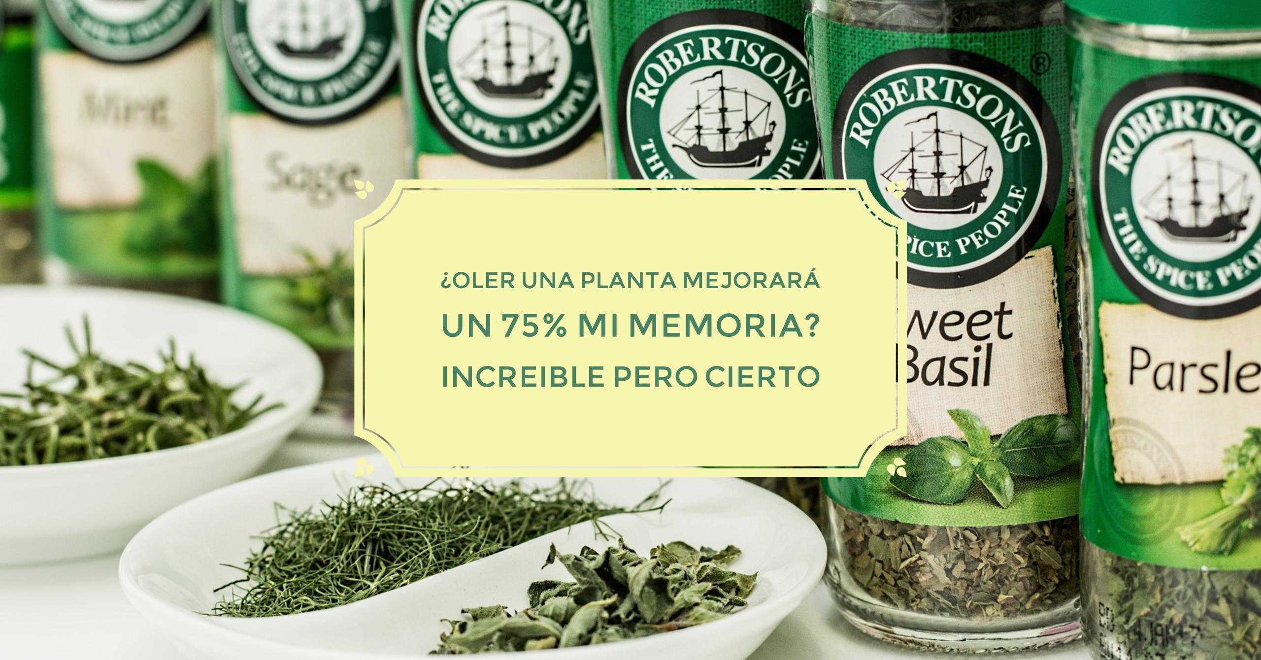 ¿Sabías que Oliendo esta planta puedes Aumentar tu Memoria en más de un 75%?