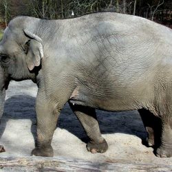 elefante trompa hacia abajo