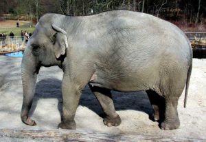 elefante trompa hacia abajo