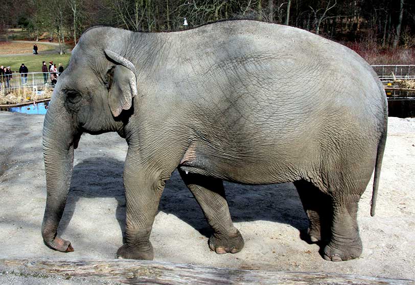 Significado de elefante con la trompa hacia abajo