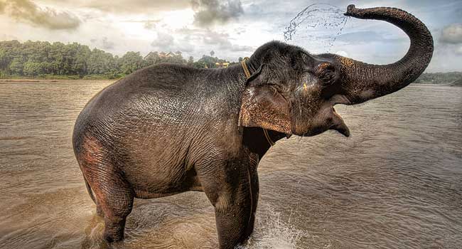 Cómo colocar elefante de la suerte en casa según el Feng Shui