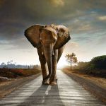 ¿Qué significa que te regalen un elefante?